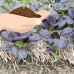 Osaka Purple Mustard Seeds: 2 Gram Packet - Non-GMO Seeds for Microgreens, Micro Herb Greens, Vegetable Garden   565498674